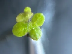 Least Duckweed thumbnail 4