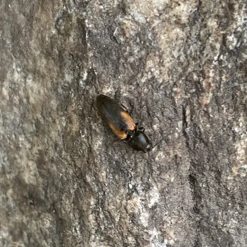 Cardiophorus edwardsi