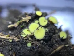 Podophacidium xanthomelum thumbnail 2