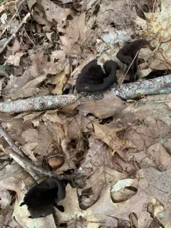 Horn-of-plenty thumbnail 3