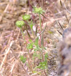 American wild carrot thumbnail 4