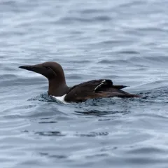 Common Murre thumbnail 2