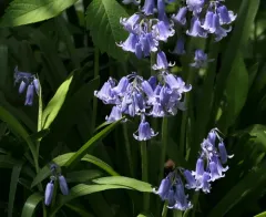 bluebell thumbnail 2