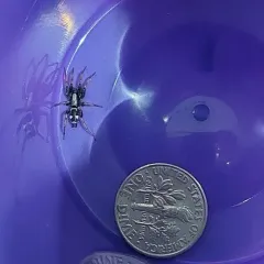 Common Patterned Ant-mimic Ground Spider thumbnail 4