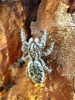 Phanias monticola thumbnail 1