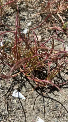 Sickle Grass thumbnail 2