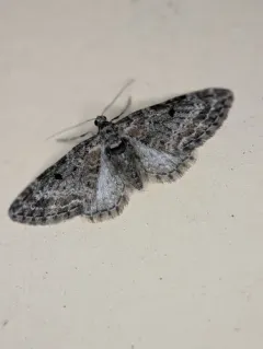 Eupithecia rotundopuncta thumbnail 1