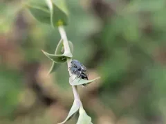 Dalmatian toadflax stem weevil thumbnail 4