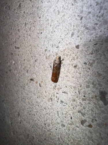 Pitch Twig Moth