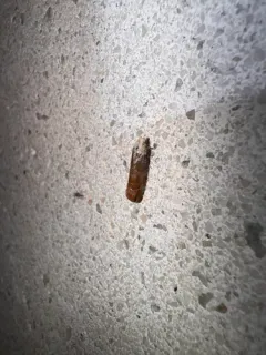 Pitch Twig Moth thumbnail 1