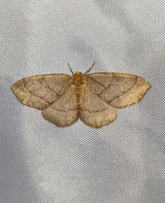Curved-lined Looper Moth thumbnail 4