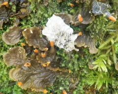 carpet pelt lichen thumbnail 3