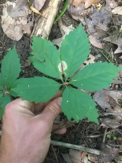 Aspilanta ampelopsifoliella thumbnail 2
