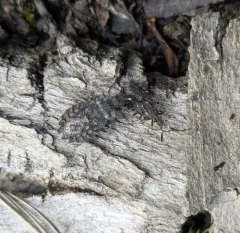 Aradus quadrilineatus thumbnail 4