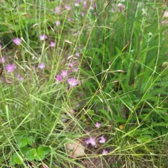California oatgrass thumbnail 4