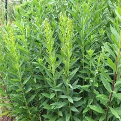 Elegant Goldenrod thumbnail 4