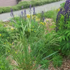 California brome thumbnail 4
