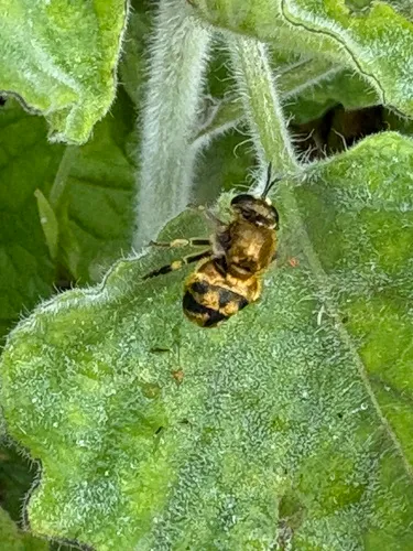 Golden-haired Ant Fly
