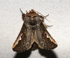 Red-humped Oakworm Moth thumbnail 4