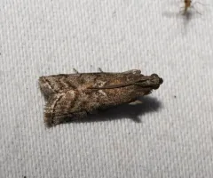 Elm Leaftier Moth thumbnail 4