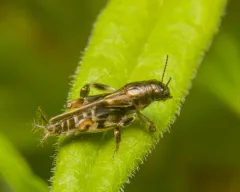 Larger Pygmy Mole Grasshopper thumbnail 4