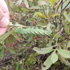 Northern Apple Sphinx thumbnail 4