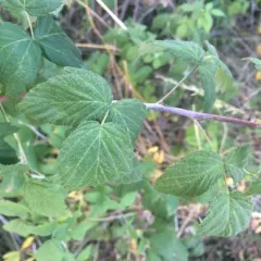 black raspberry thumbnail 3
