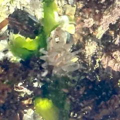 Silver Spotted Anemone thumbnail 4
