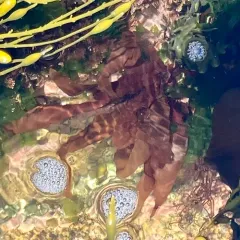 Dulse thumbnail 4