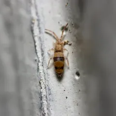 Entomobrya triangularis thumbnail 4