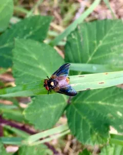 Phasia aurulans thumbnail 3