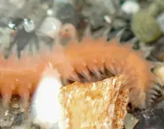 Micropodarke dubia thumbnail 3