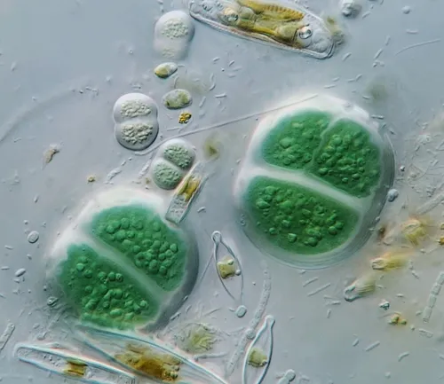 Chroococcus turgidus