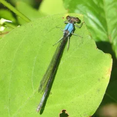 Blue-fronted Dancer thumbnail 2