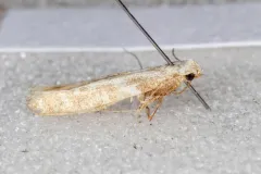 Caloptilia paradoxum thumbnail 3