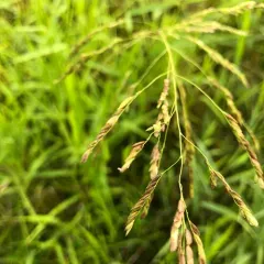 rice cutgrass thumbnail 2