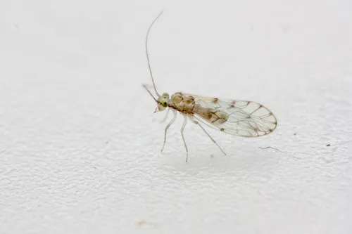 Trichopsocus dalii