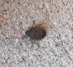 Holcostethus abbreviatus thumbnail 2