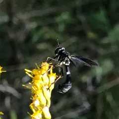 Physocephala tibialis thumbnail 1