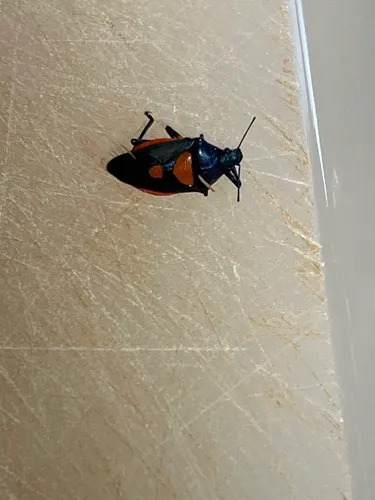 Florida Predatory Stink Bug
