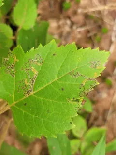 Common Birch Pigmy thumbnail 3
