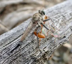 Sagebrush Hammertail thumbnail 3