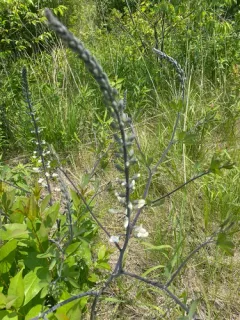 thick-pod white wild indigo thumbnail 2