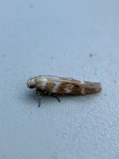Pine Needleminer Moth thumbnail 3