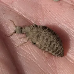 Myrmeleon exitialis thumbnail 2
