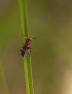Four-spotted Collops thumbnail 3
