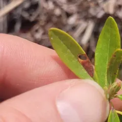 Coptodisca kalmiella thumbnail 3