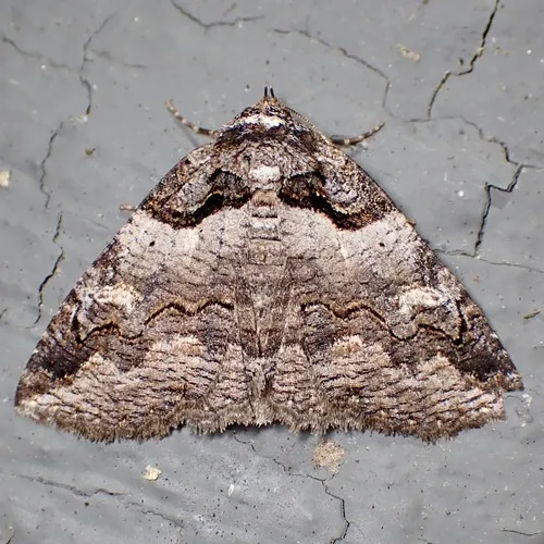 Intent Zale Moth