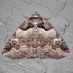 Intent Zale Moth thumbnail 1