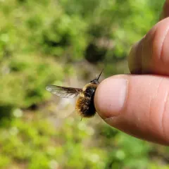 Bombylius mexicanus thumbnail 4